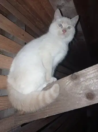 Котенок, фотография 1