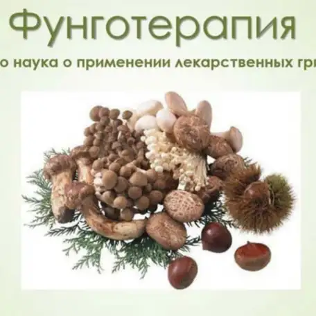 Фунготерапия - для снижения веса, решения проблем хронических заболеваний и поддержания здоровья., фотография 4