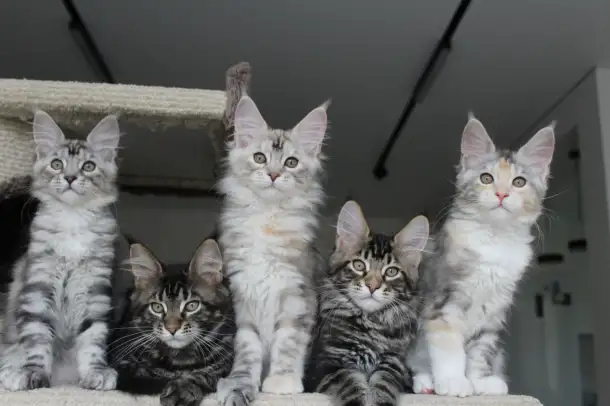 Мейн-кун котята, фотография 1