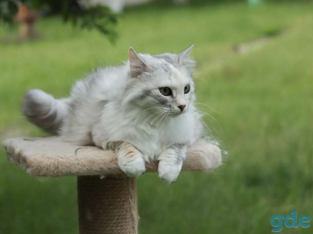Кошечка даром в добрые руки, фотография 2