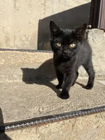 Котята в добрые руки, фотография 5