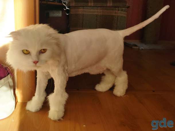 Стрижка собак и котов, фотография 3