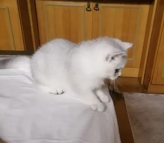 Британские серебристые котята, фотография 3