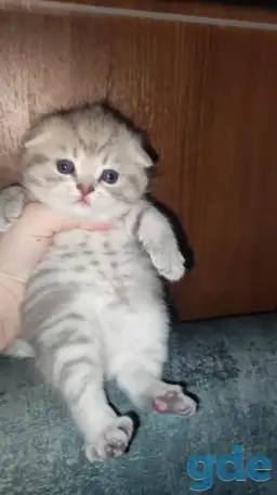 Шотландские чистокровные котята, фотография 1
