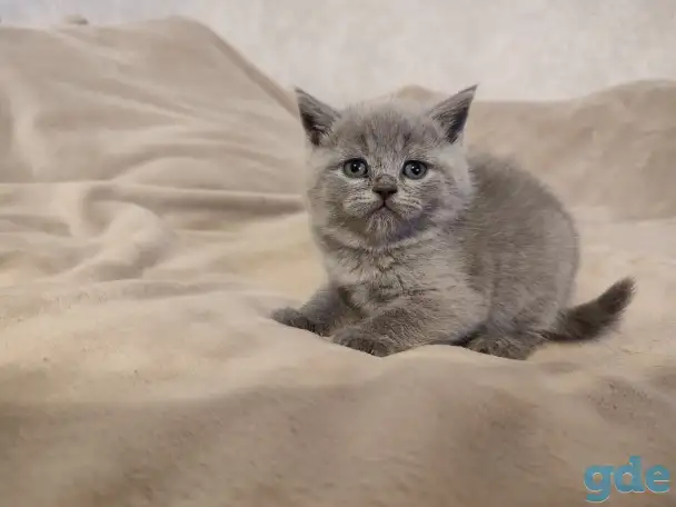 Котята Британские, фотография 5