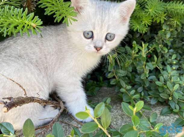 Шотландские котята, фотография 3