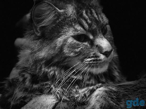 продам котенка мейн кун, фотография 4