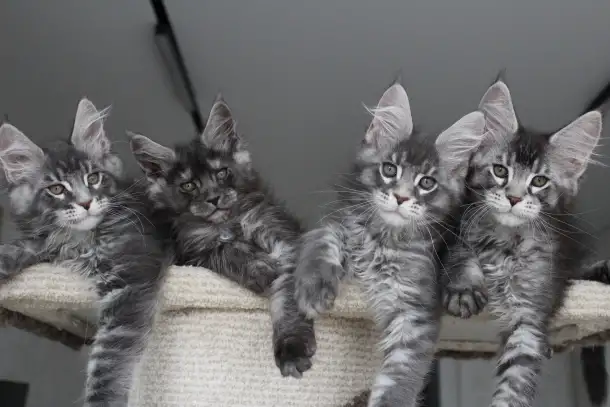 Мейн-кун котята, фотография 6
