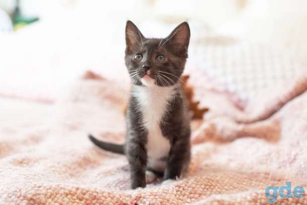 Котята в дар, фотография 4