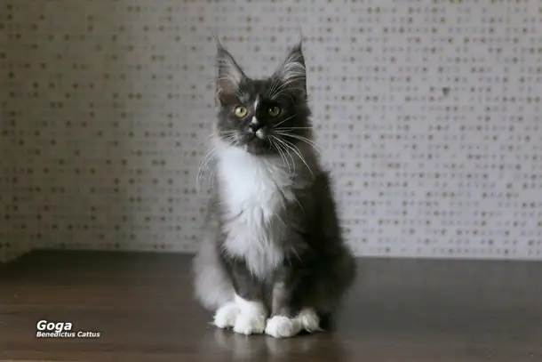 Котёнок Мейн-кун мальчик, фотография 3