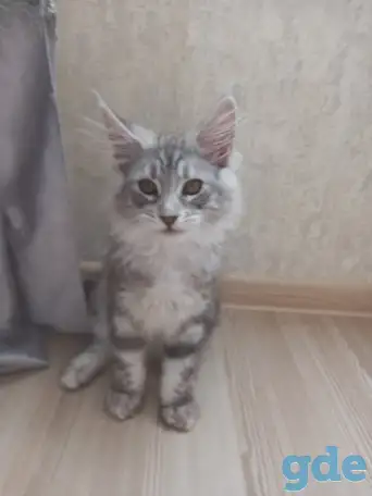 Мейн кун, фотография 3