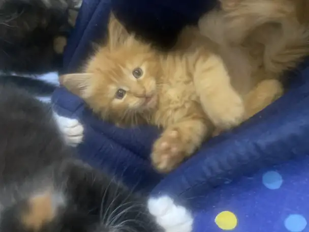 Котята Мейн-Кун, фотография 7