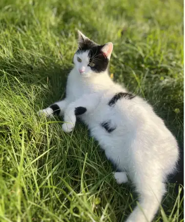 Котенок ищет дом!, фотография 4