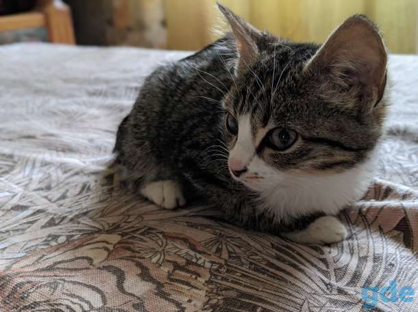 Котёнок в дар!, фотография 4