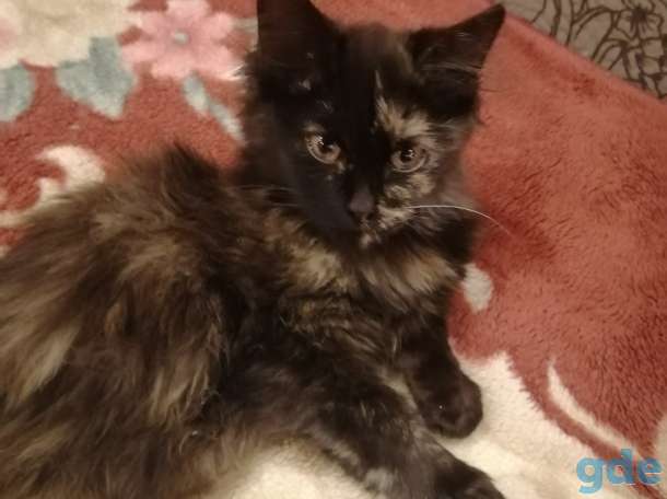 Подгоревшая кошка, фотография 1