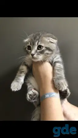 Шотландские вислоухие котята, фотография 9
