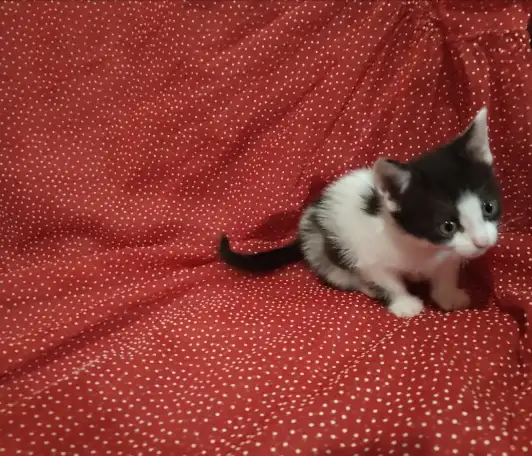 Красивые котята в дар, фотография 9