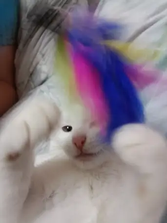 Котенок срочно ищет дом, фотография 4