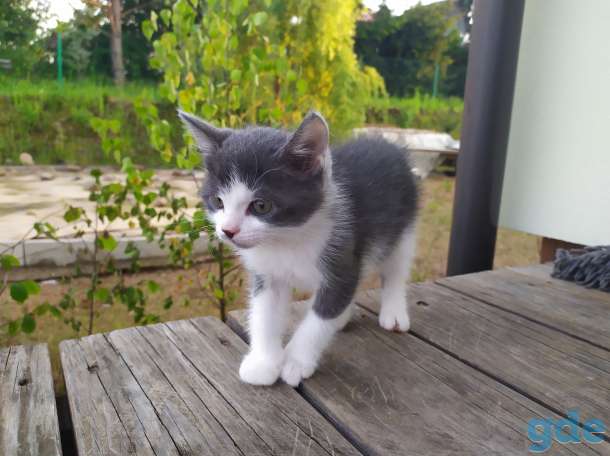 Котята, девочка и мальчик, фотография 1
