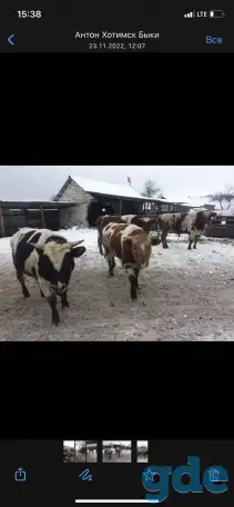 Скупка КРС лошадей  дорого, фотография 1