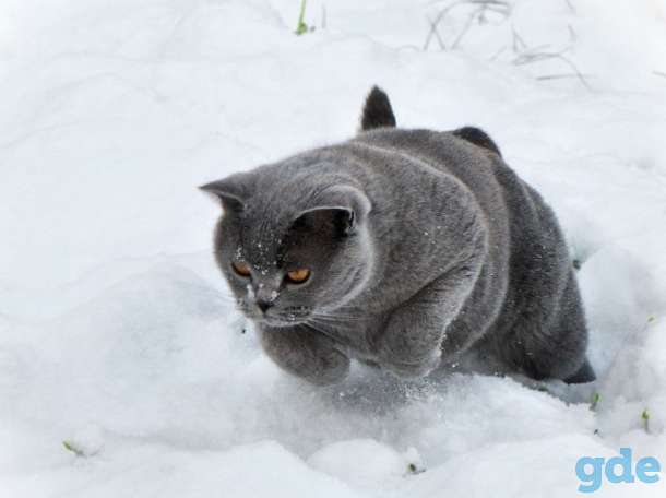 Кот  Мартин.  Вязка, фотография 2