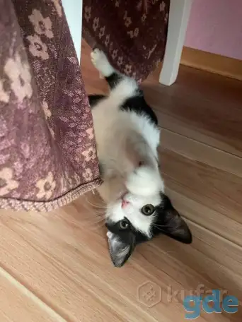 Сделайте свой дом теплее с милым котенком! ♥, фотография 1