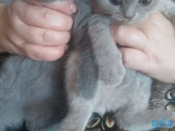 Продам шотоандских вислоухих котят, фотография 4