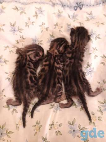 Бенгальский котнок, фотография 10