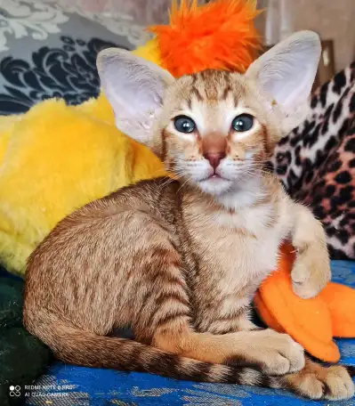 Ориентальные котята. Ушастое счастье, фотография 3