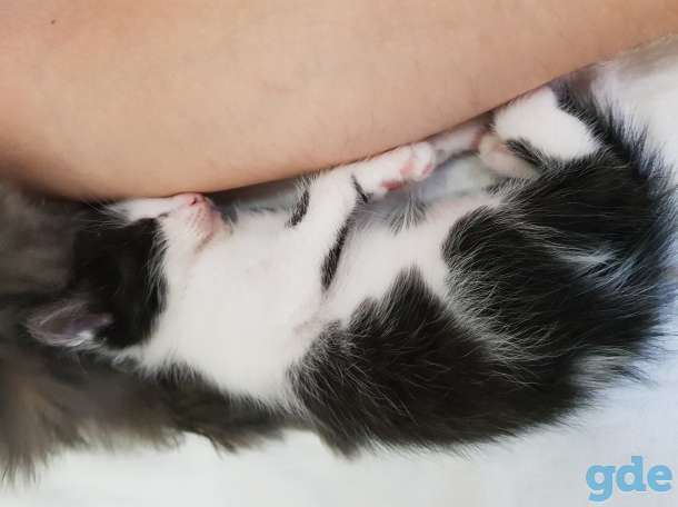Котята в хорошие руки, фотография 3
