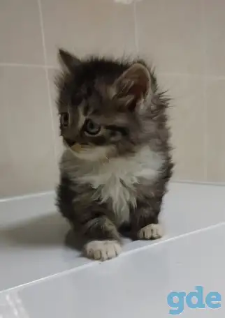 Шикарный котенок, фотография 1
