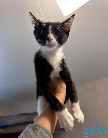 Котёнок в добрые руки, фотография 1