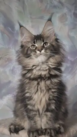 Котята Мейн-кун, фотография 1