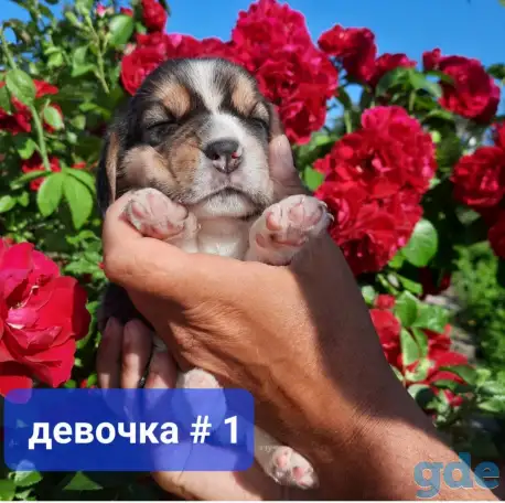 Щенки Бигля., фотография 6