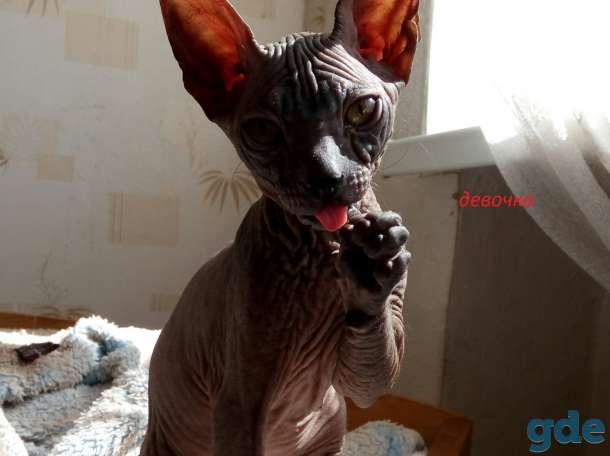 котята донской сфинкс, фотография 1