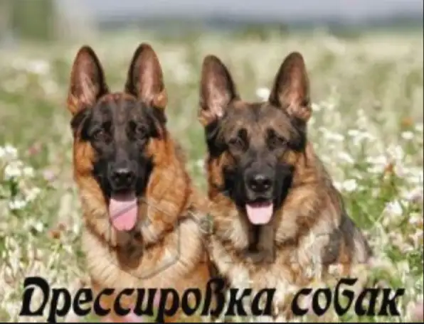 Дрессировка собак любых пород с выездом, фотография 1