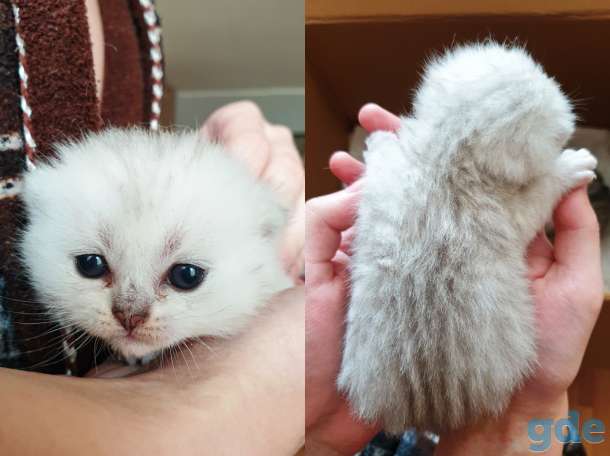 БРОНЬ котята британская короткошерстная, фотография 5