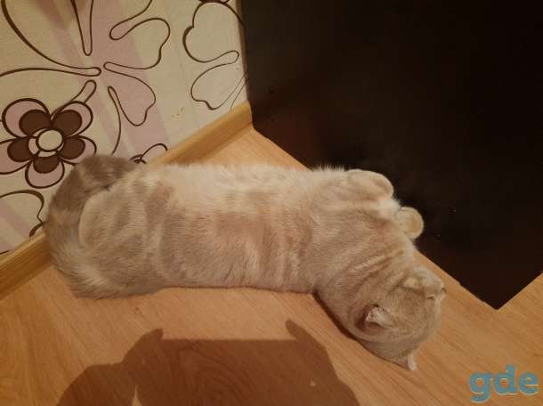Вязка кота, фотография 3