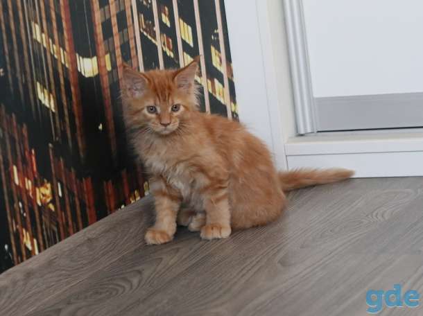 котята мэйн-кун, фотография 8