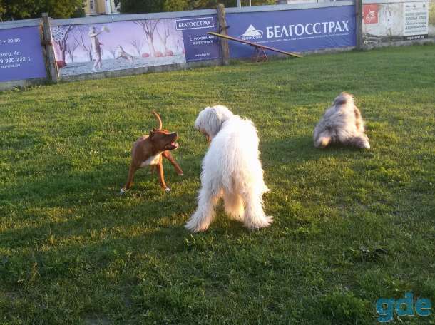 Зоогостиница 