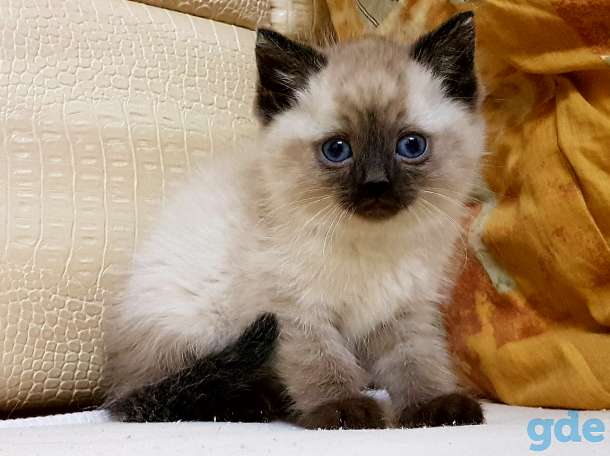 Сиамские котята, фотография 2