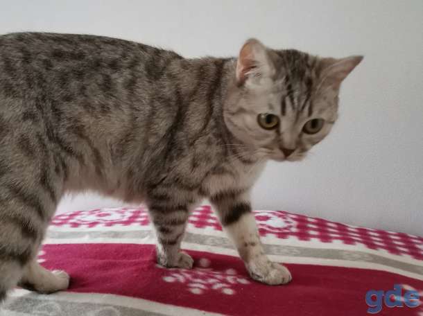 Шотландская кошка, фотография 1