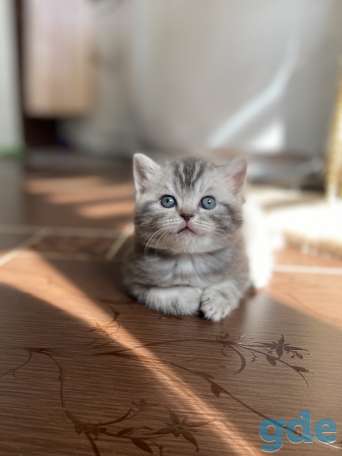 Шотландские котята, фотография 6