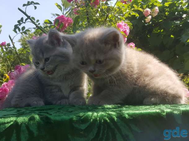 Питомник бенгальских и шотландских кошек., фотография 2