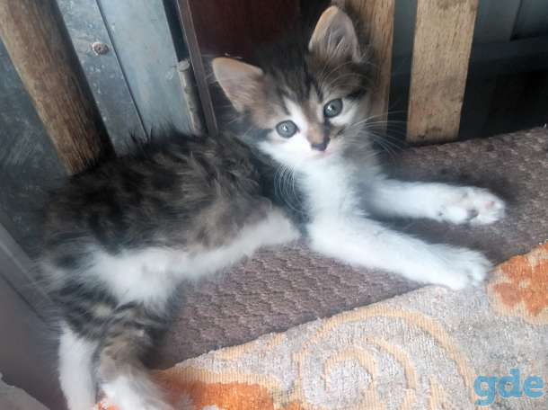 Котята в добрые руки!, фотография 4