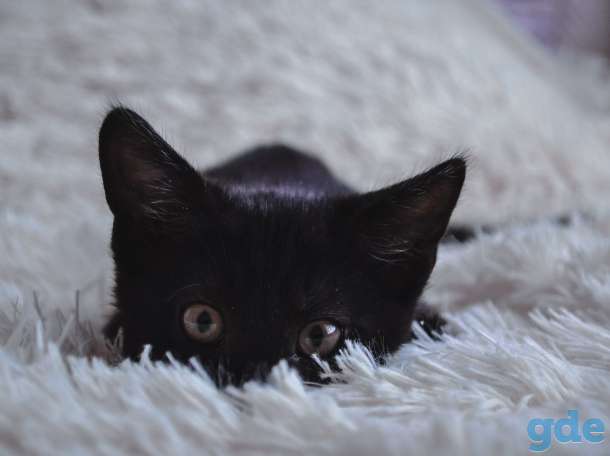 Котик в хорошие руки, фотография 1