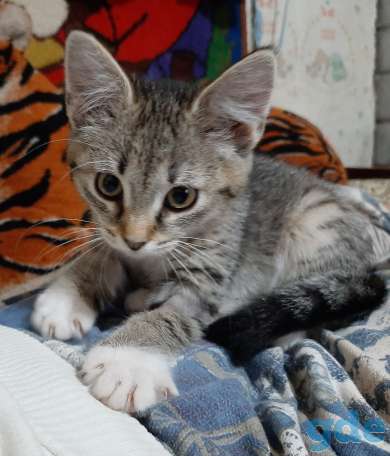 Котёнок в дар, фотография 3