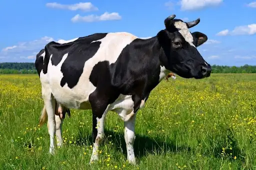 Куплю, фотография 1