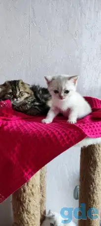 Шотландские котята с голубыми глазами, фотография 11