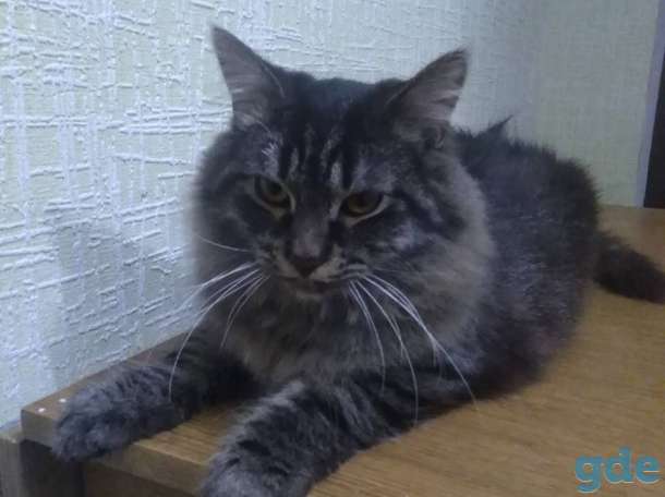 Шикарный кот Барсик несомненно станет любимцем всей семьи, фотография 1